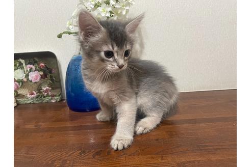 神奈川県のソマリ 女の子 21 04 22生まれ 可愛いブルーの女の子です 子猫id 子猫ブリーダーナビ